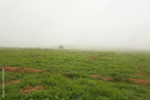 Green grass and fog