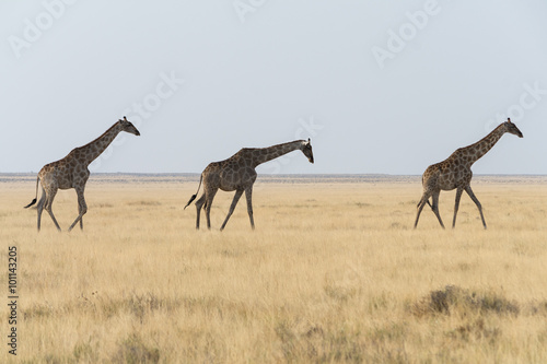 Thre giraffes on the walk