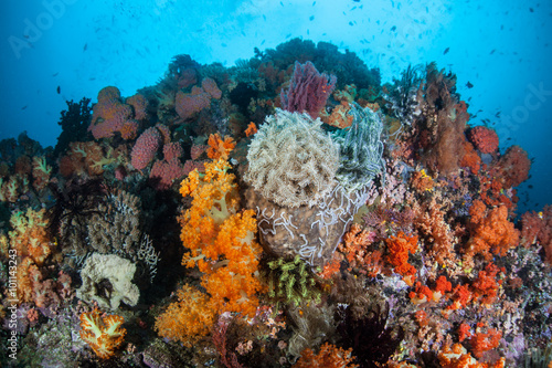 Fototapeta Naklejka Na Ścianę i Meble -  Underwater Reef Biodiversity