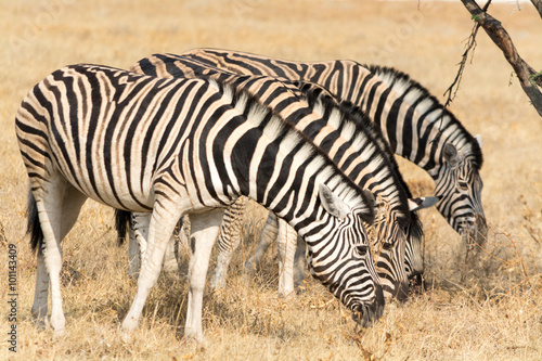 Fototapeta Naklejka Na Ścianę i Meble -  Four zebras eating grass