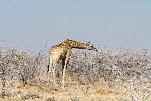 Giraffes in Acazia Field