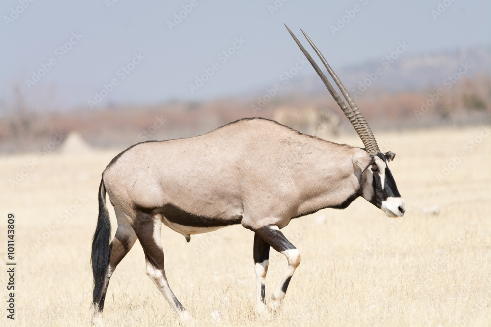 oryx in grassland oryx in grassland