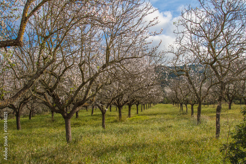 Almond blossom in Ibiza  Spain
