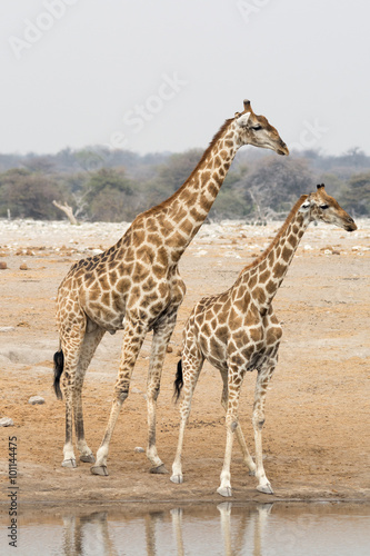 Two giraffes at waterhole