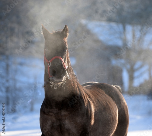 ausser Atem, schwarzes Pferd im Schnee photo