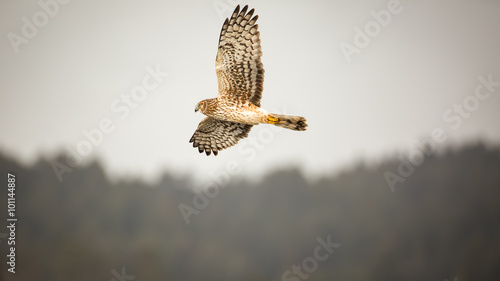 Valokuva Wild Hawk Flying Over Forest, Color Image