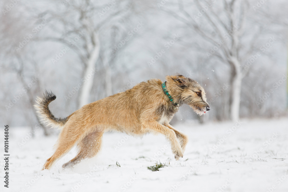 Obraz premium Wolfshund im Schnee
