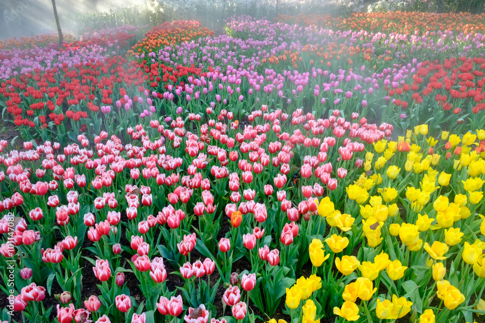 many color of tulip in garden
