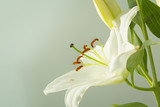 White lily flower in bloom on a macro pistil still isolated on a grey background