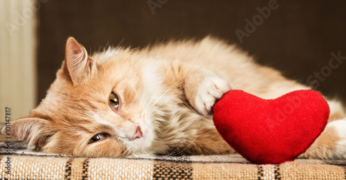 Ginger fluffy cat is playful touching soft toy heart