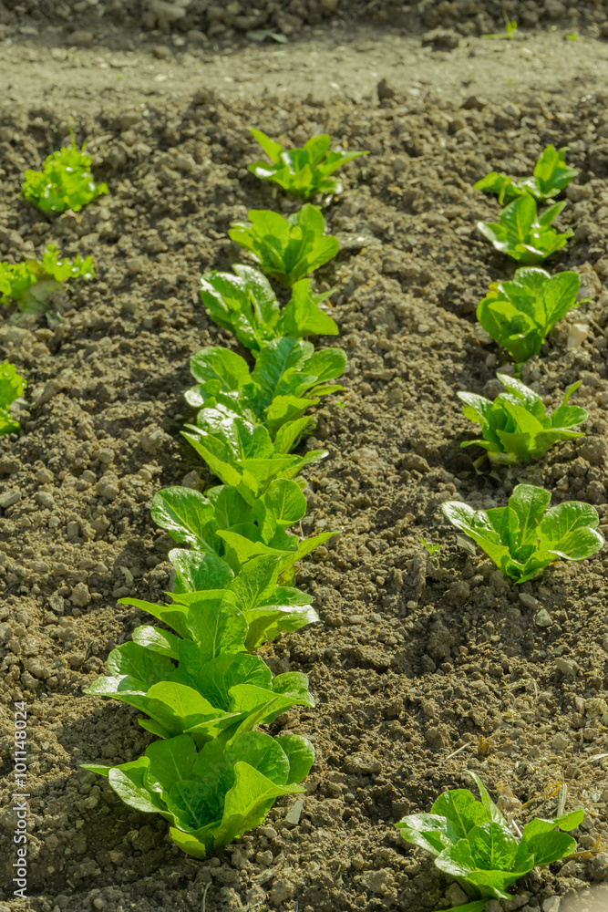 Obraz premium lettuce, chard, spinach, watercress salad and a very valuable plant him eat and cook a lot of different salads. Because they grow in my garden. 