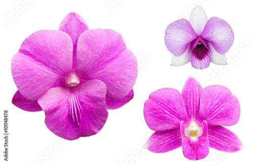 Pink orchids isolated on white background © chotewang