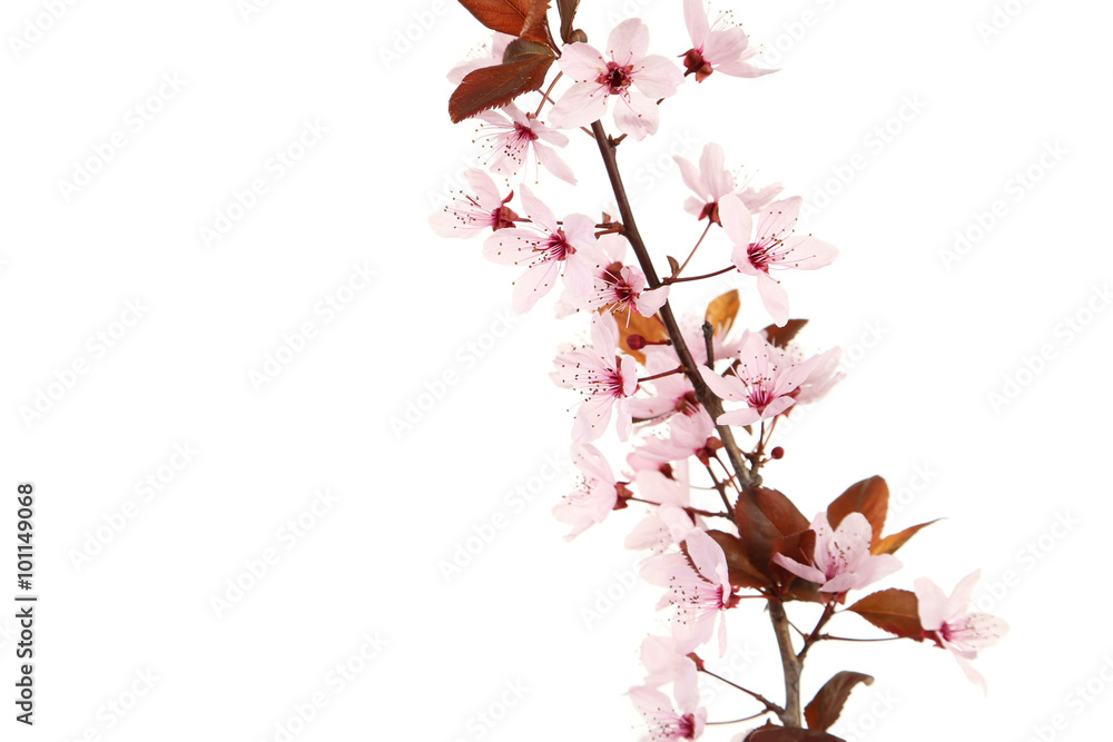 Spring flowering branch isolated on white