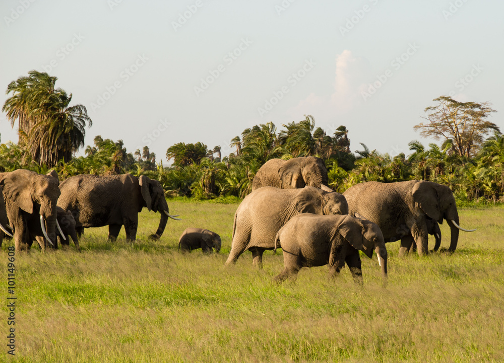 Afrikanische Elefant, Loxodonta africana Afrikanische Elefant, Loxodonta africana