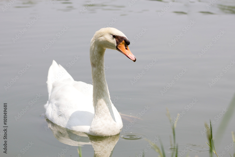 white swans on a lake white swans on a lake