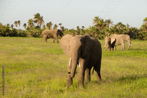 Afrikanische Elefant  Loxodonta africana