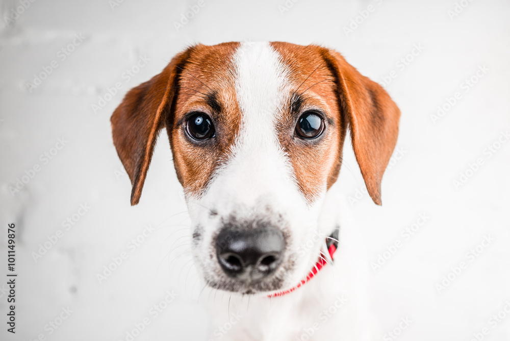 Jack russell terrier