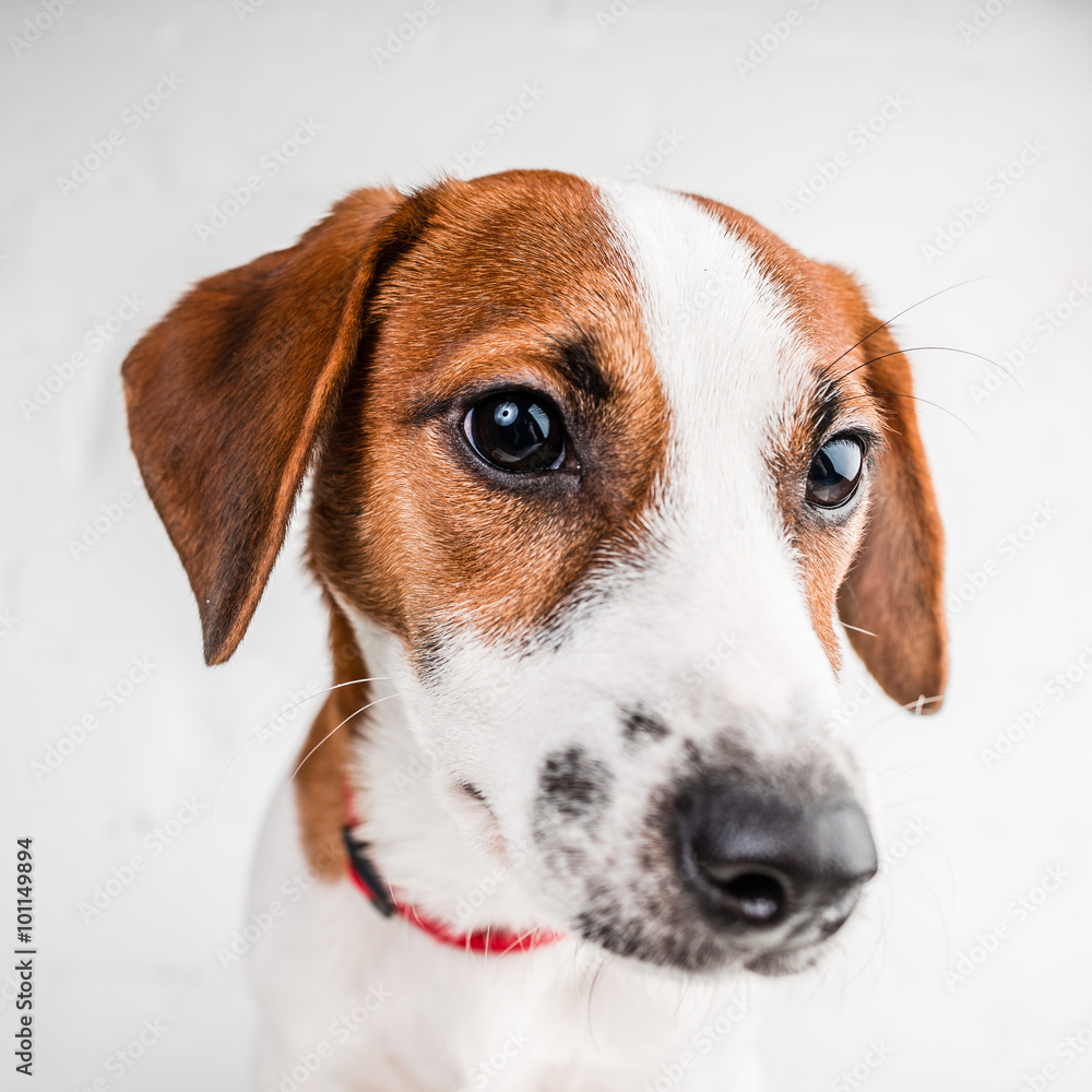 Jack russell terrier