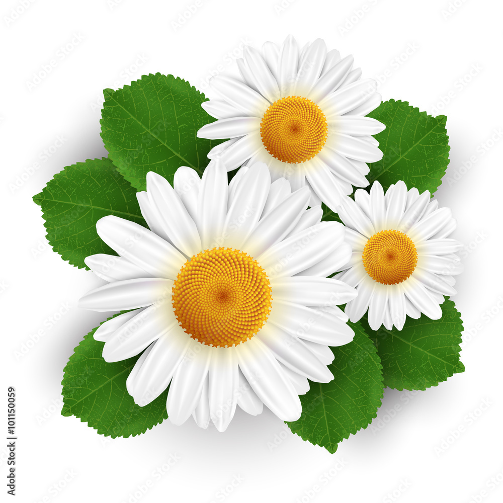 Obraz premium Small white flowers and leafs isolated on white background. Vector illustration.