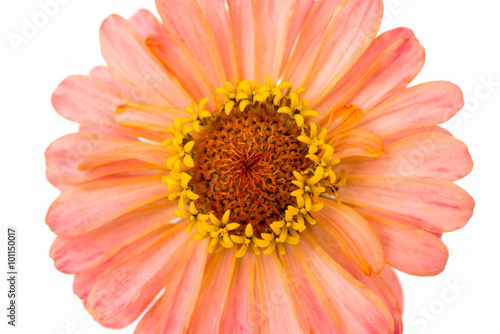 Isolated Zinnia Flower