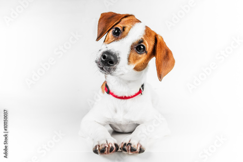 Fotografie, Tablou Jack russell terrier