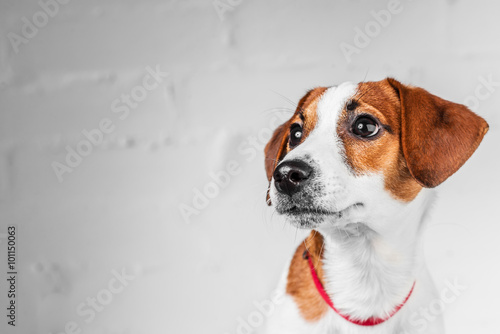 Fototapeta Naklejka Na Ścianę i Meble -  Jack russell terrier