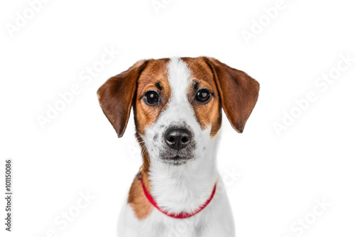 Jack Russell Terrier puppy posing