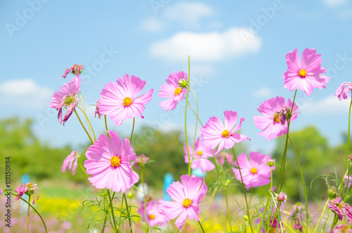 cosmos flower,Comos spp,Compositae , color process