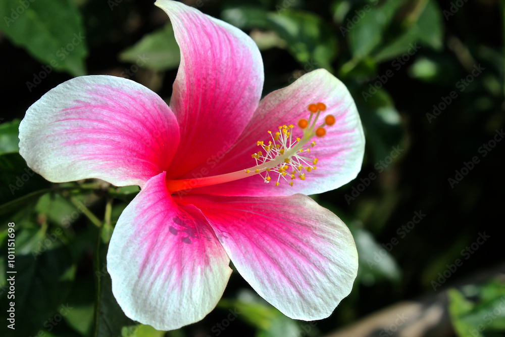 pink weißer Hibiskus pink weißer Hibiskus