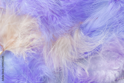 background feather © Yomka