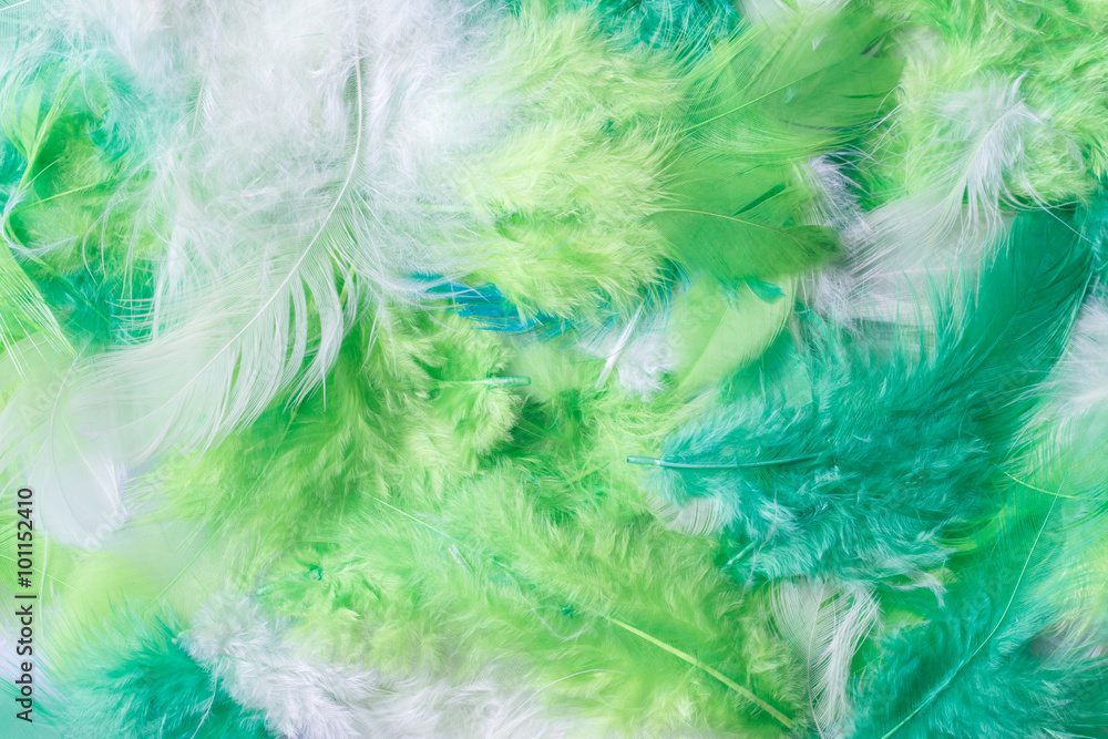 Obraz premium background feather
