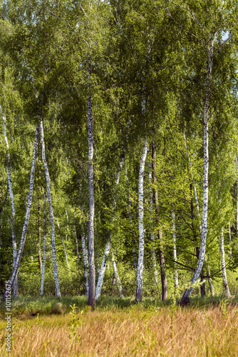 Birch tree in the Polish forest