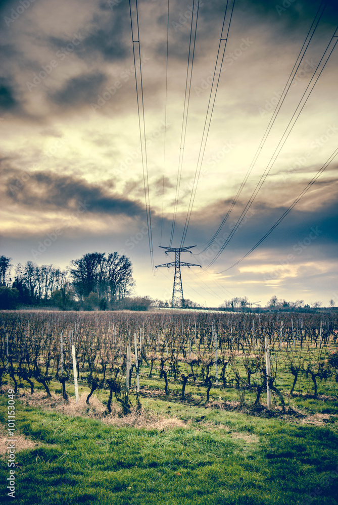 Vignes Vignes