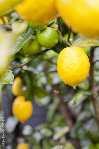 Obraz na plátne Meyer lemon tree