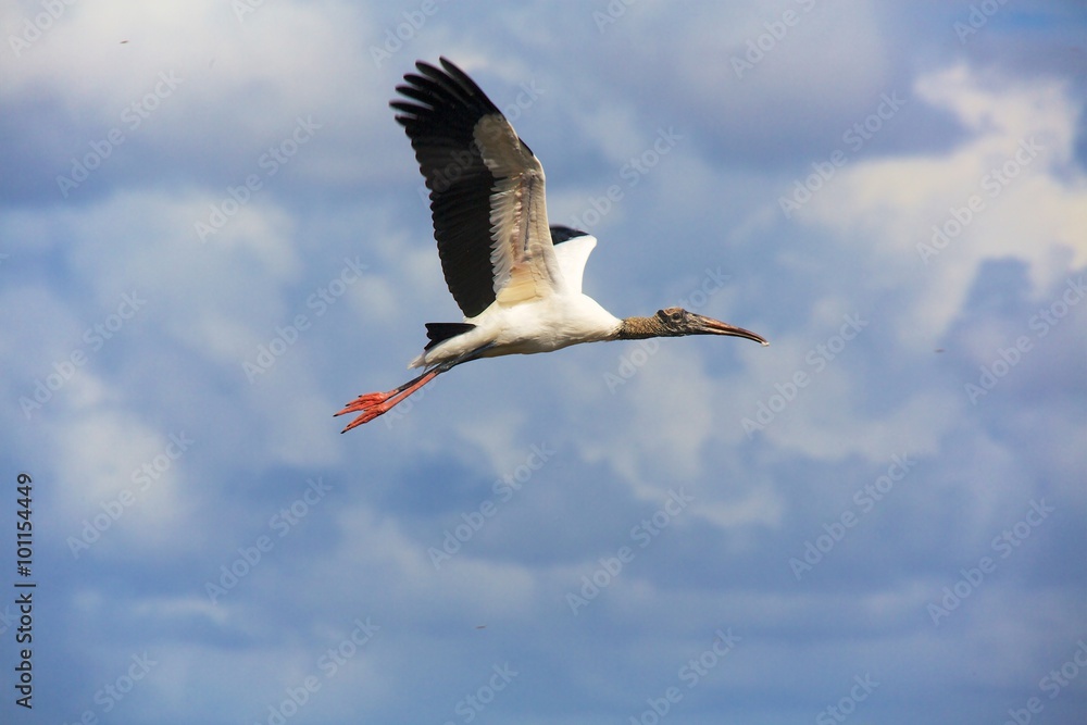 Naklejka premium wood stork flying everglades