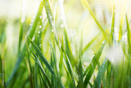 green background, detail of grass