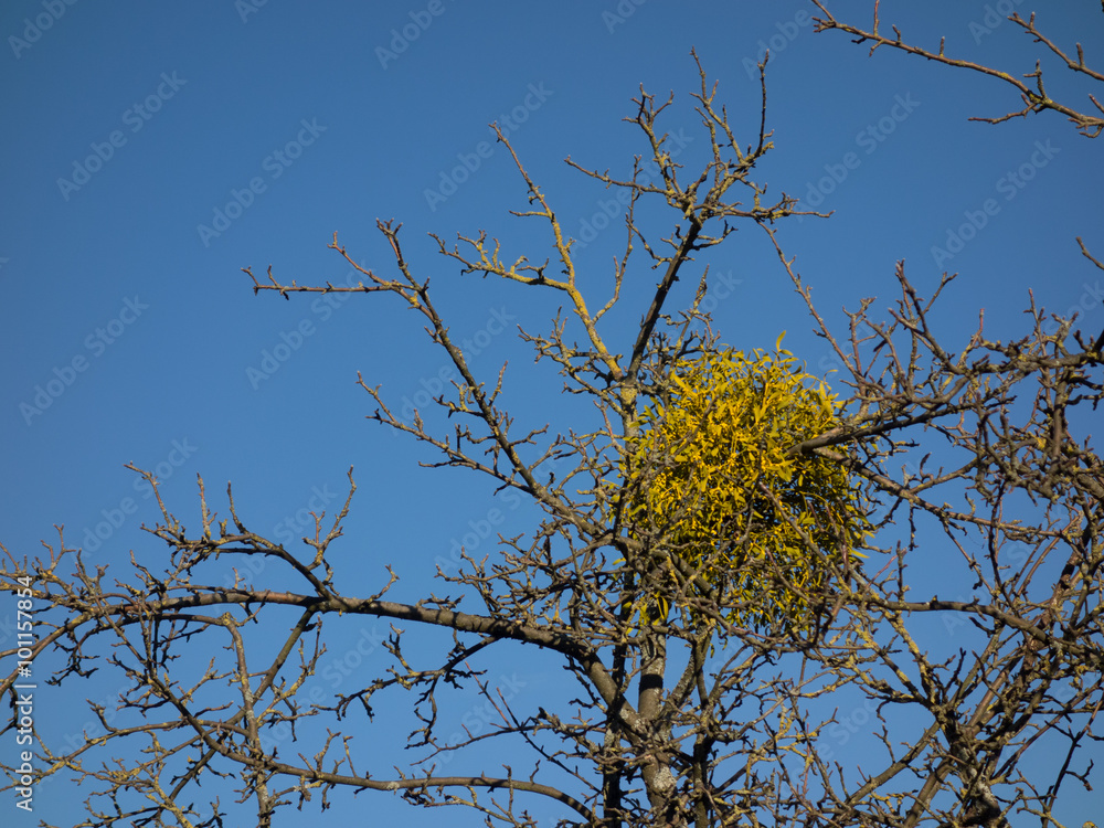Obraz premium Misteln auf Baum