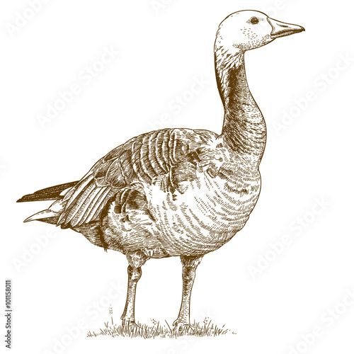 engraving  antique illustration of goose