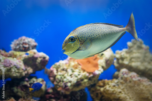 Exotic Tropical coral fish environment of the aquarium