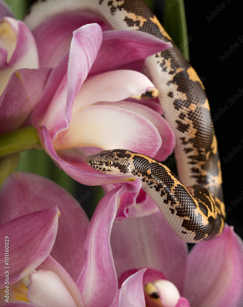 Naklejka premium Kenyan Sand Boa (Eryx colubrinus) on Pink Cymbidium