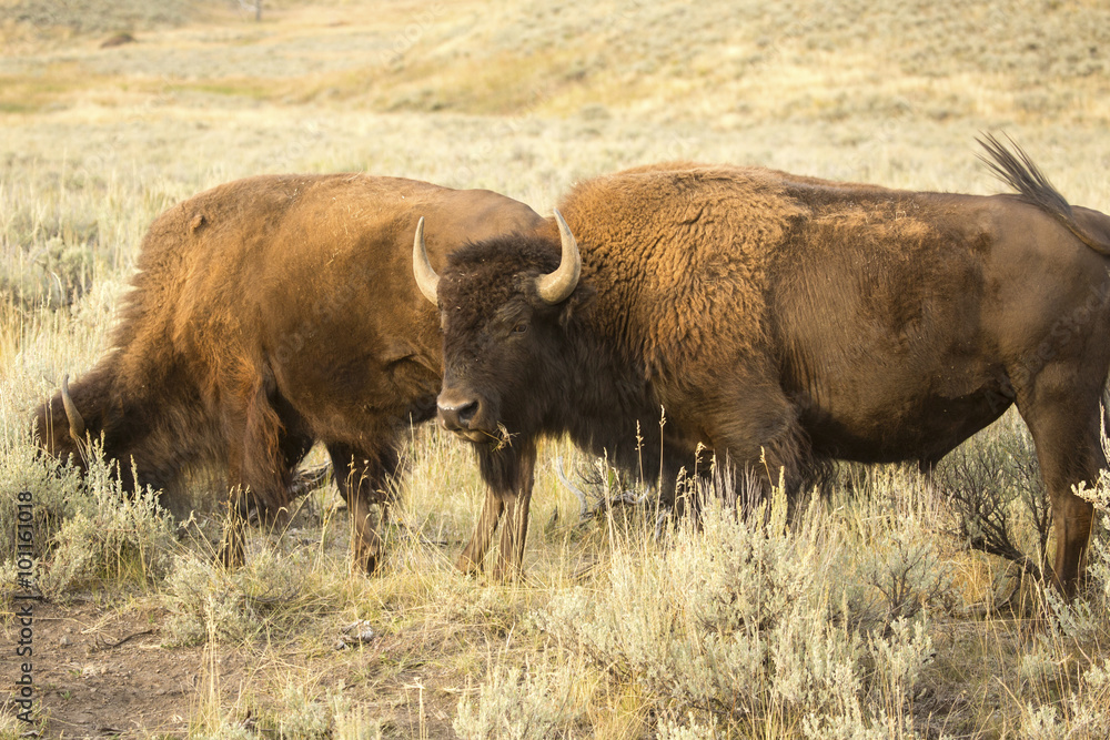 Pair of large bison, side view, grazing among shrubs in the plains of the Lamar Valley in Yellowstone National Park, Wyoming.