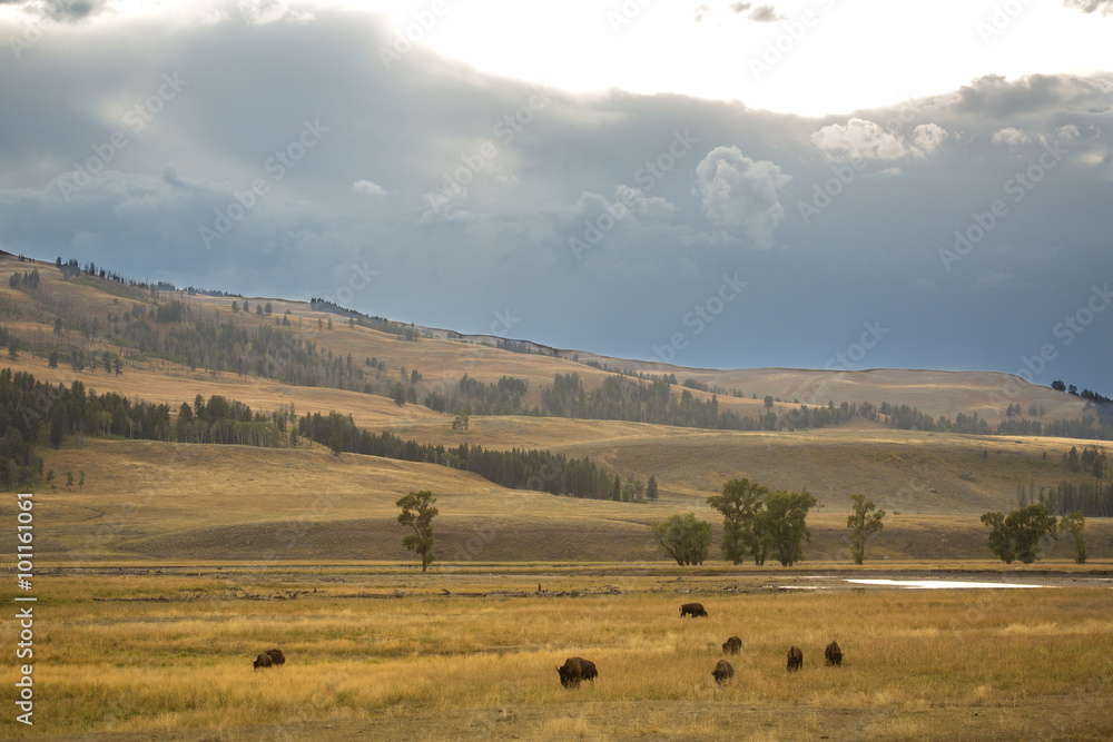 Part of a herd of bison, grazing in the sagebrush plains of the Lamar Valley, with dark clouds, in Yellowstone National Park, Wyoming.