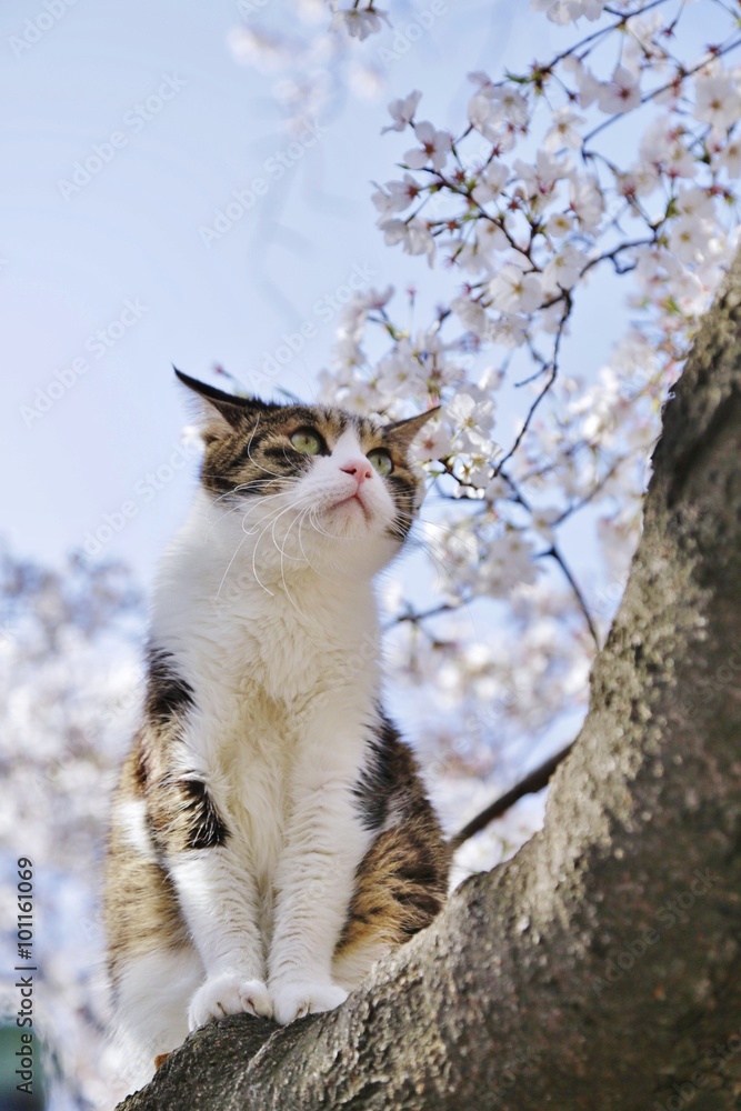 猫と桜