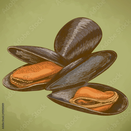 engraving illustration of mussel in retro style