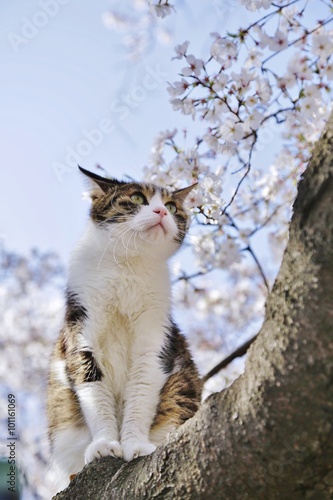 Obraz na płótnie 猫と桜 w salonie