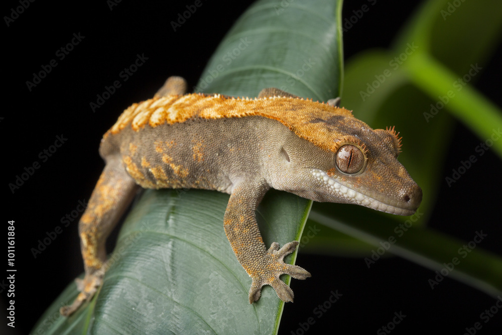 Naklejka premium Crested Gecko on Leaves