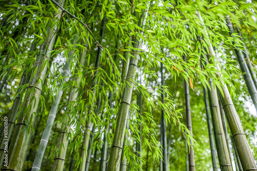 Bamboo grove  bamboo forest