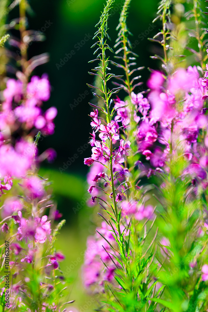 Obraz premium Closeup of meadow violet flowers. Wildflower in forest
