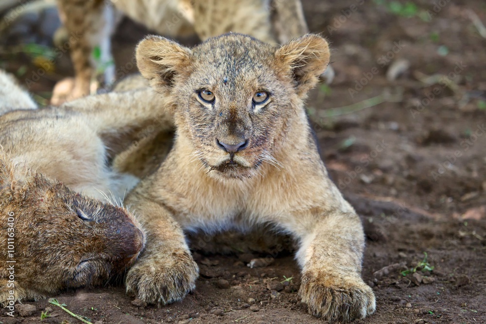 Obraz premium lion cub looking at me