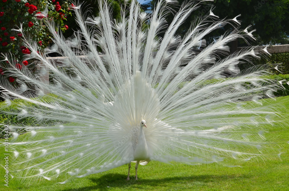 Fototapeta premium White Peacock